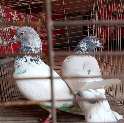 Hawai kabutr poora khudda lena h to 900 rupy per lagy ga sasta maal.