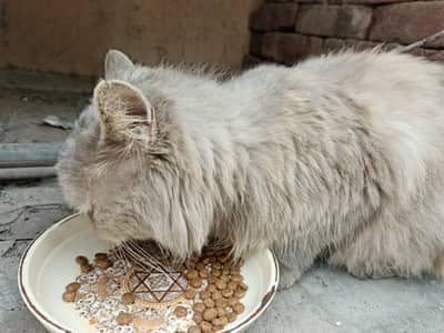 light brown Persian cat