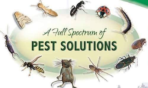 termite control /pest control/Deemak control /Fumigation/ Cockroach
