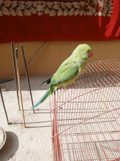 green ring neck parrot for sale urgent
