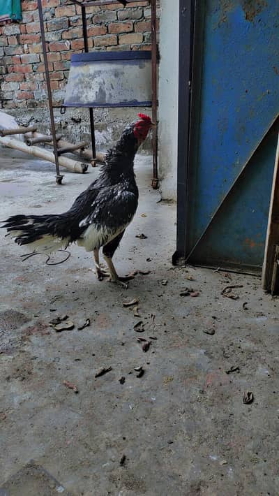 Aseel pure ghr ka pala