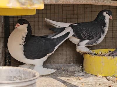 Lahori german sherazi