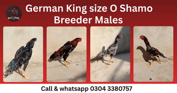 aseel shamo | king shamo | o shmao | german shamo |blue |lakha |black