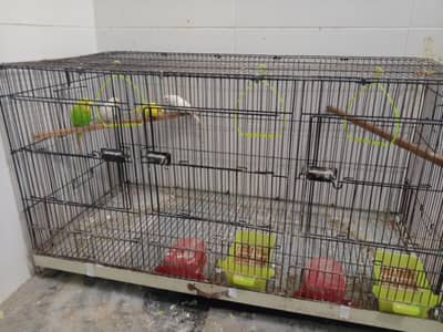 2 male & 2 females breeder pairs