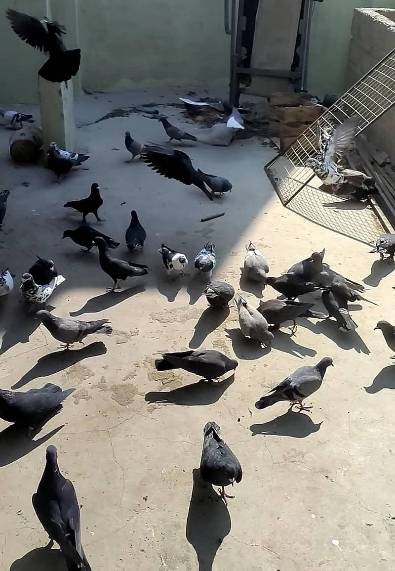 مومیا ہرے  اور گندے دار ہیں 0