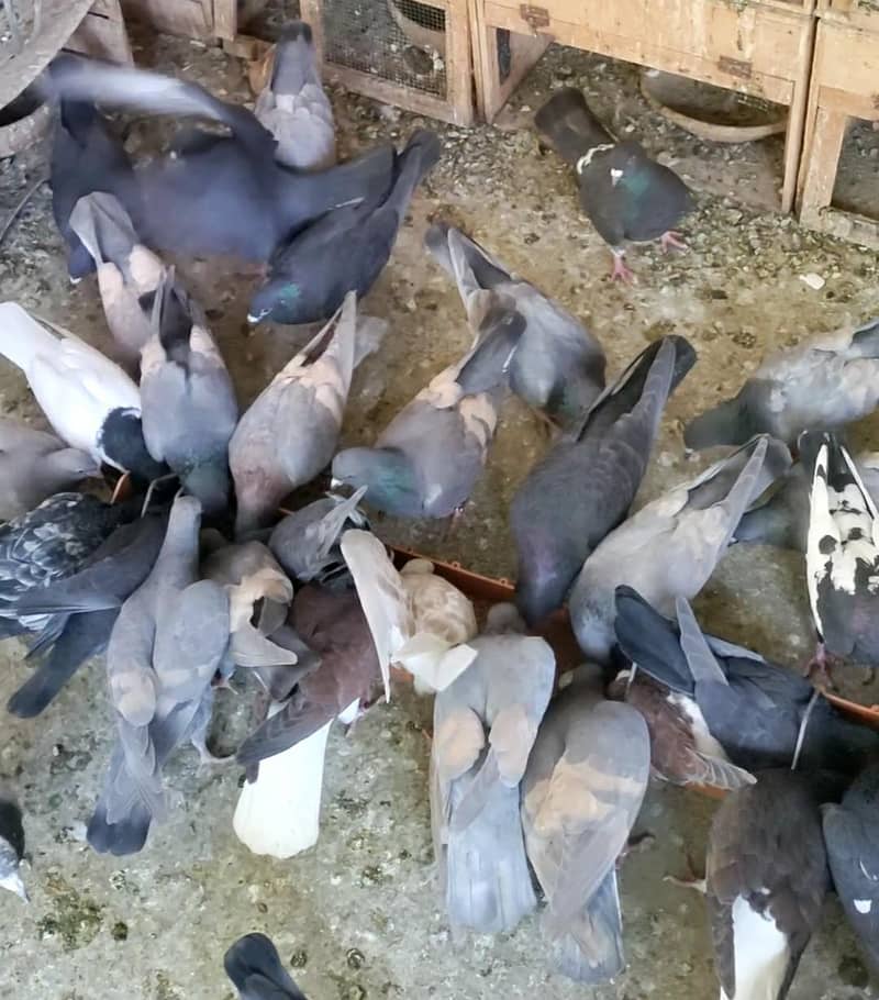 مومیا ہرے  اور گندے دار ہیں 1