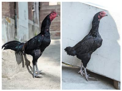 pure Thai aseel pair /Aseel jora/