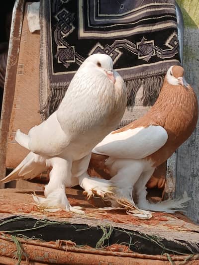 American Faintai yellow And tiger /black pouter