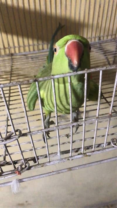 Talking parrots ha kafi kuch bolta ha