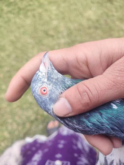 kasoosri male and kamager madi