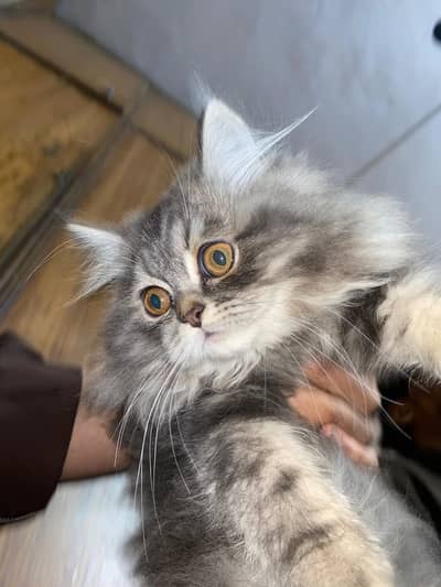 Persian kittens triple coated