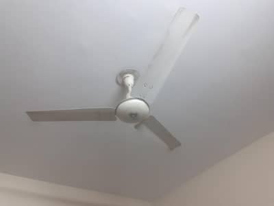 Royal 56 inch fans 3