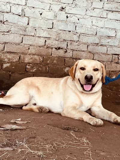 Labrador Male Dog Short Tail Agressive Dog Best For Security