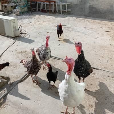 turkey birds male and females