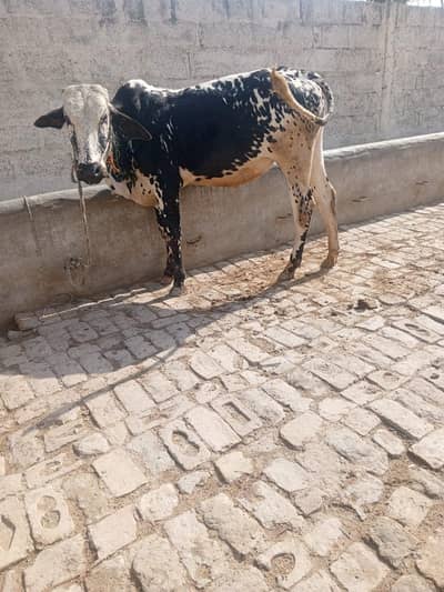 Kheera Wacha urgent sale