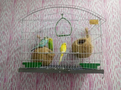 Australian parrots with cage