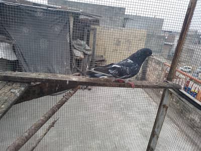 dab wala male purana laqwa man ha breed ki guarantee ha