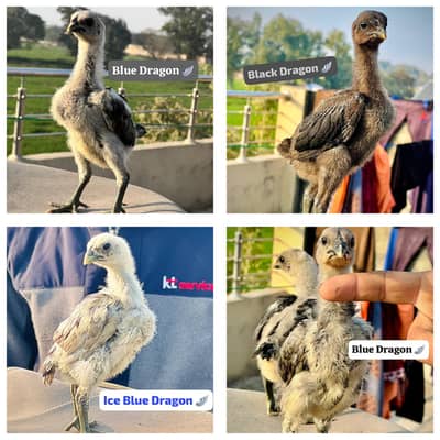 Pure Aseel /Thai Dragon/Blue Dragon chick/Black Dragon/Chicks/ Dragon