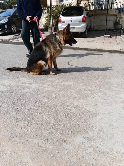 Friendly dog  And trained German shepherd