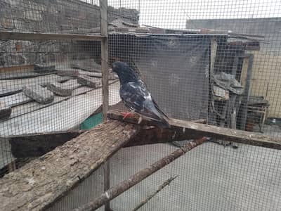 breeder male dab wala purana laqwa man ha breed ki guarantee ha