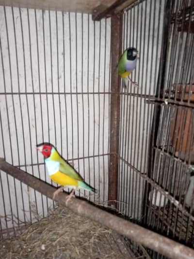 lady gouldion finches