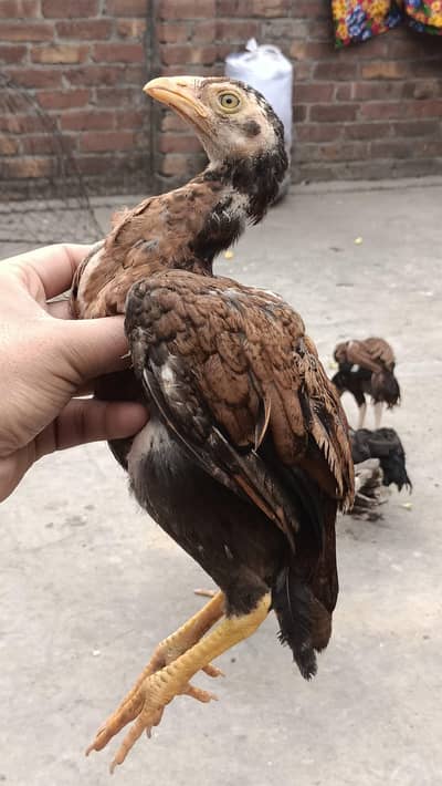 Aseel Murgha – Strength & Pride