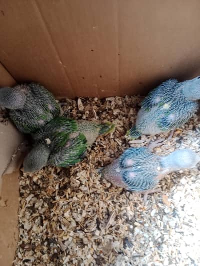 Raw parrot healthy babys