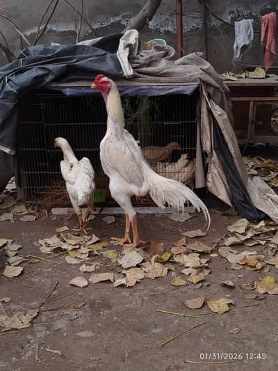 White Shamo | Aseel Shamo | O Shamo | King Shamo | Chicks | Hen | Egg