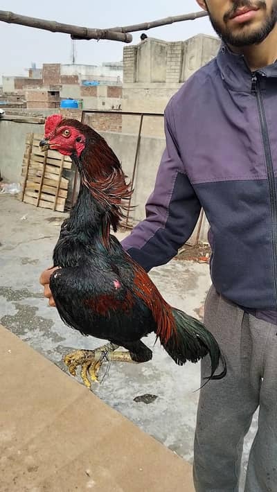 Turkish hint x burmi