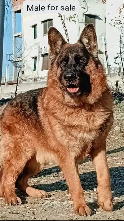 top quality German Shepherd long coat male confirm start along code