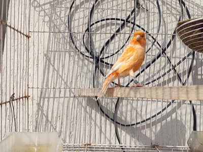 canary red factor and mozaiq