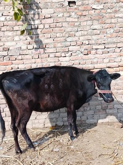 *Cow / Gay / Jersey Cow / Gaee / گائے / فروخت کے لیے گائے*