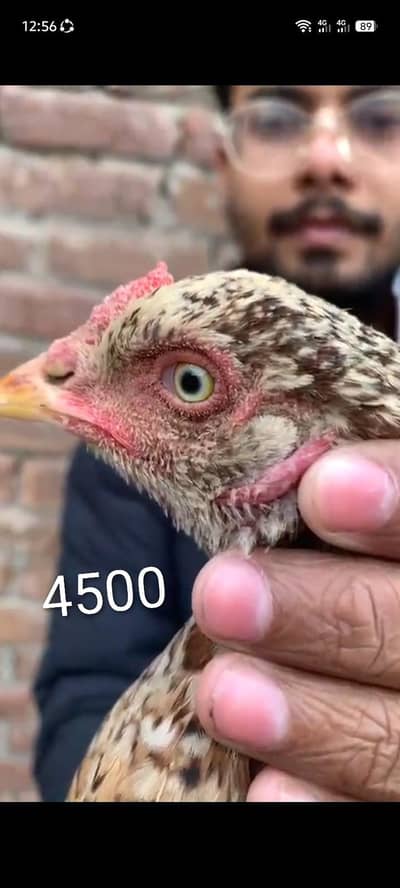 Adnan Aseel 03076748257