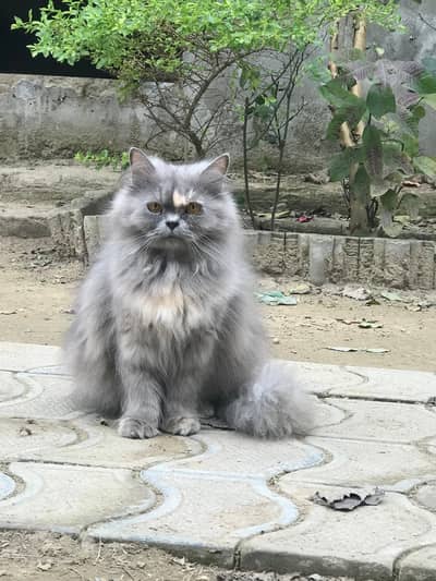 Persian cat