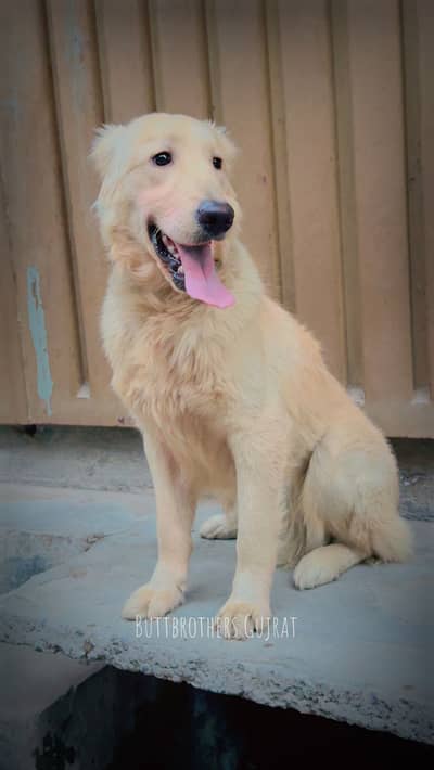 Golden Retriever pedigree male
