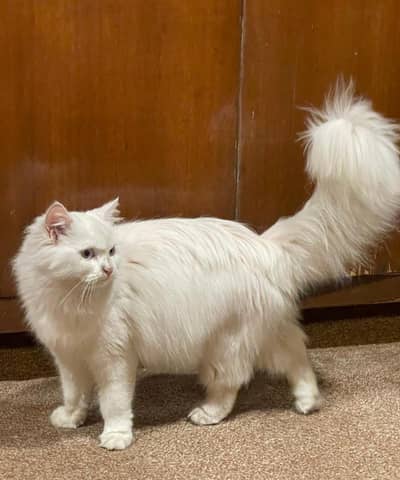 3 females  2 white and 1 black