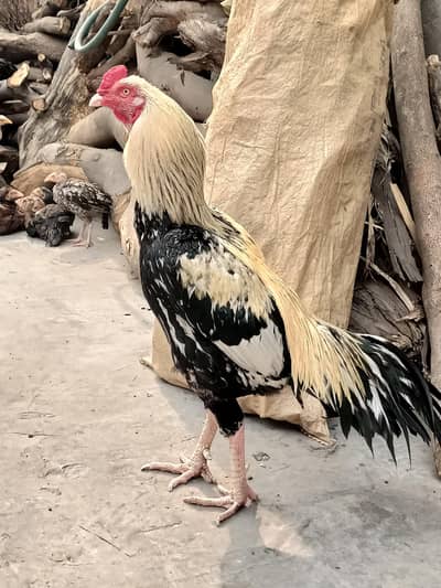 Aseel Murgha | Power & Beauty