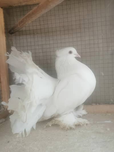 American breeder female