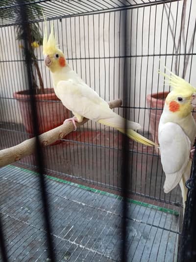 common white cream cocktail breeder pair