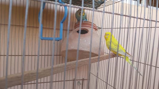 بجری اور پاربلو کی جوڑی مناسب قیمت پر