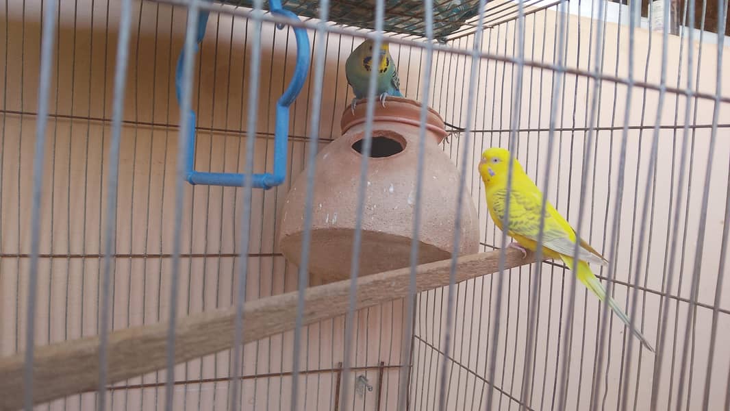 بجری اور پاربلو کی جوڑی مناسب قیمت پر 0