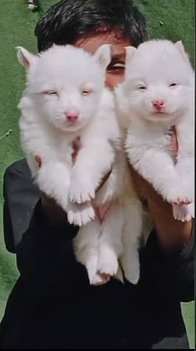 Russian Dogs / pink nose puppies / Russian pair