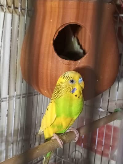 Love Bird Pair Or Australian Parrots For Sale