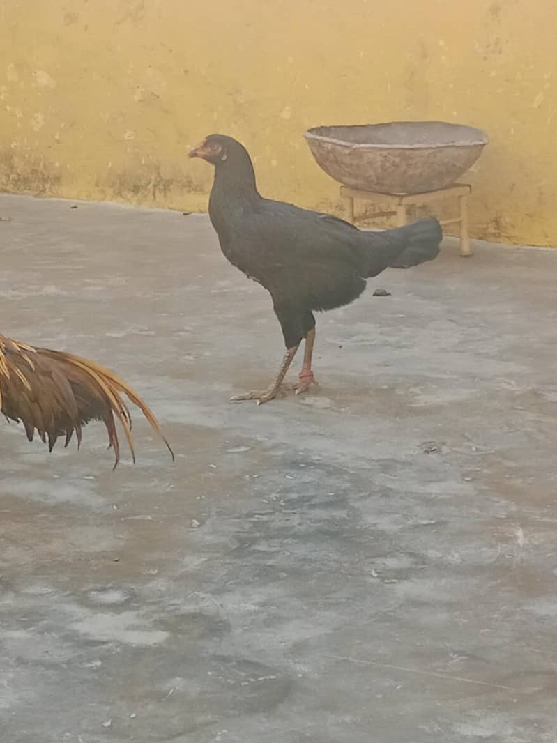 (Hen) 1