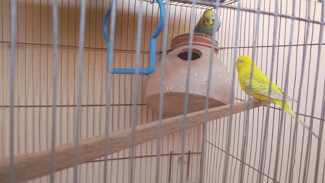 بجری اور پاربلو کی جوڑی 1