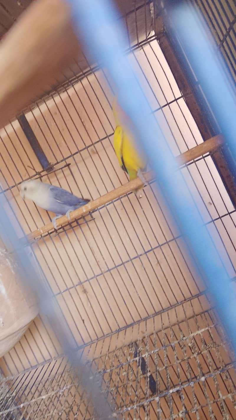 بجری اور پاربلو کی جوڑی 2