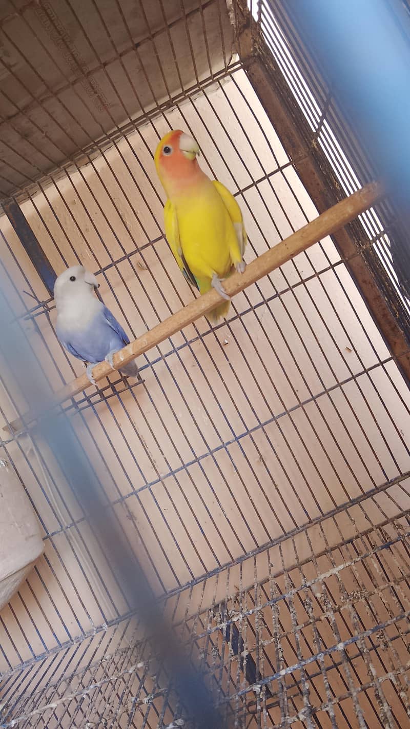 بجری اور پاربلو کی جوڑی 3