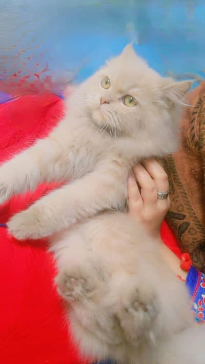 Persian Female Cat