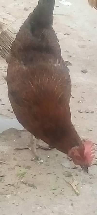 ghar ke pali   hue hey