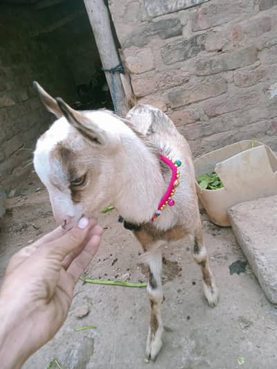 goats bari pure